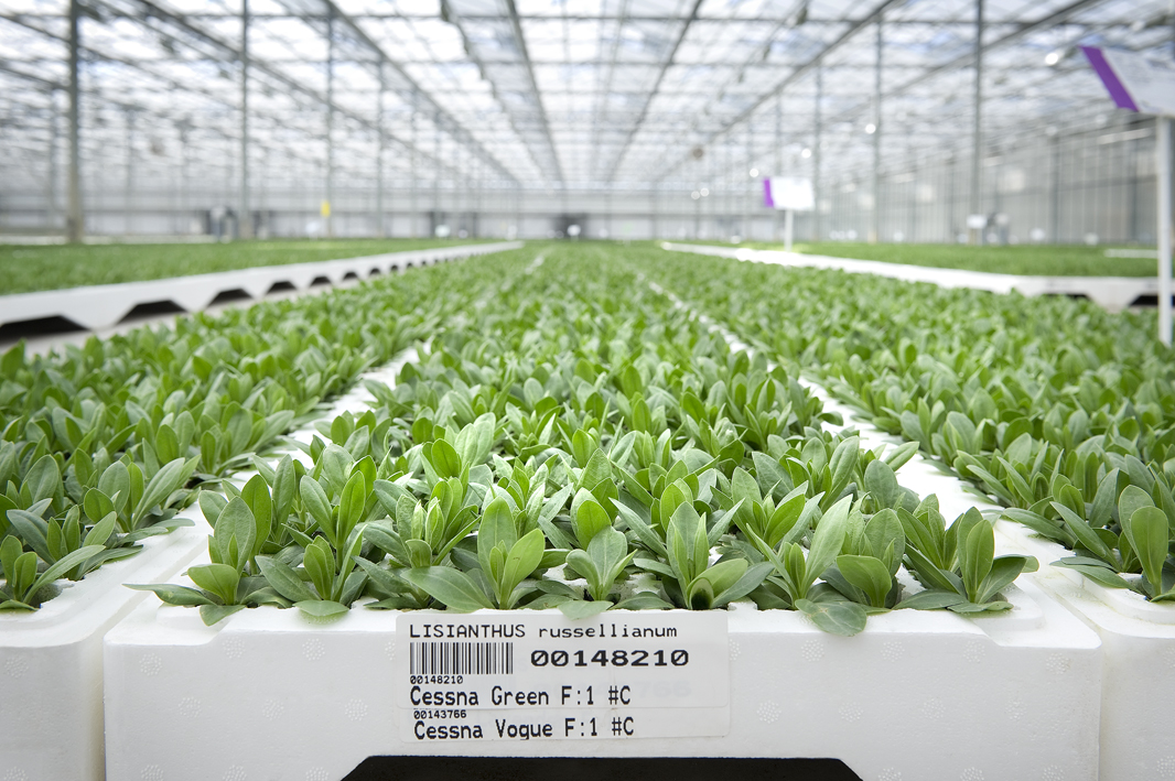 Bijna alle EPS-trays in de Nederlandse groente- en sierteelt worden gerecycled!